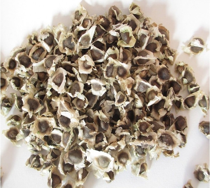 Moringa Oleifera PKM-1 Transformation Seeds